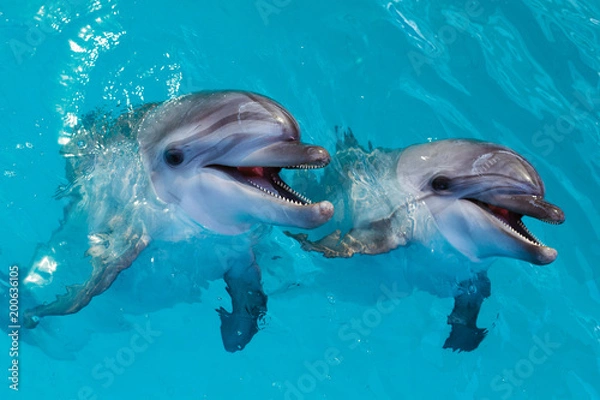 Fototapeta Group of cute smart dolphins in the ocean