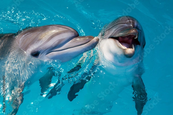 Fototapeta Group of cute smart dolphins in the ocean