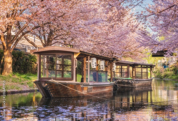 Fototapeta 京都 - 中書島　桜