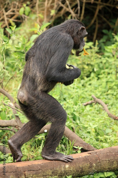 Obraz Chimpanzee - Uganda
