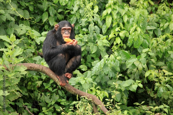 Obraz Chimpanzee - Uganda