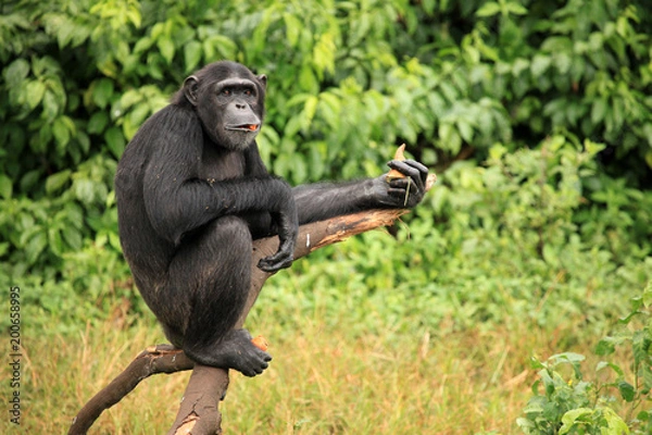 Obraz Chimpanzee - Uganda