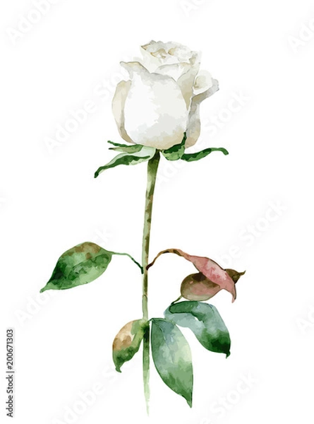 Obraz Single white rose isolated on white background