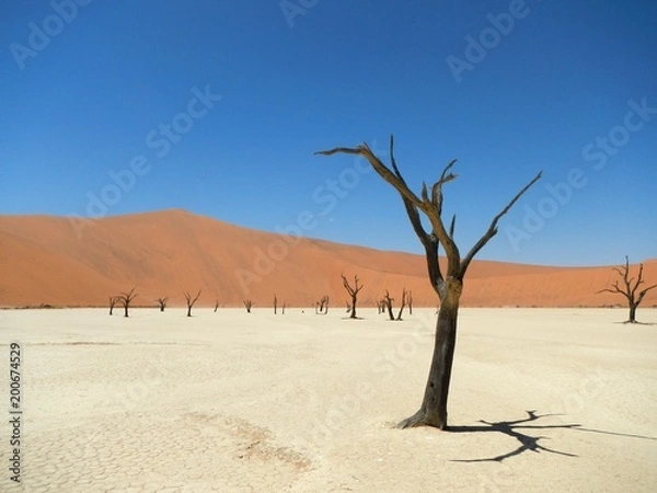 Obraz Namibia dead trees