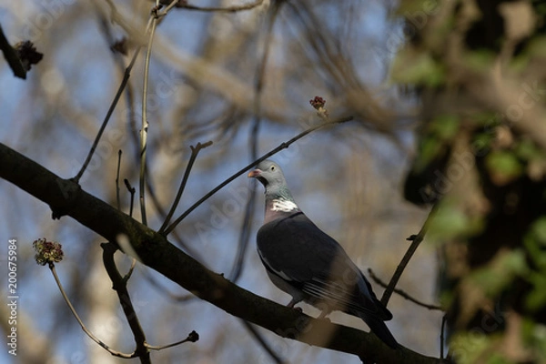 Fototapeta Einzelne Ringeltaube auf einem Ast im Baum