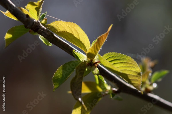 Fototapeta Junge Blätter an einem Obstbaum im Frühling am Morgen