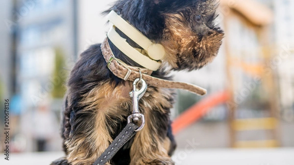 Obraz Perra con desenfoque