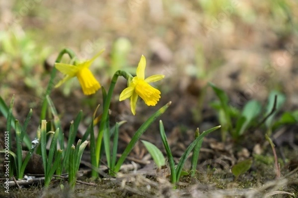 Obraz Daffodil flower in grass. Slovakia