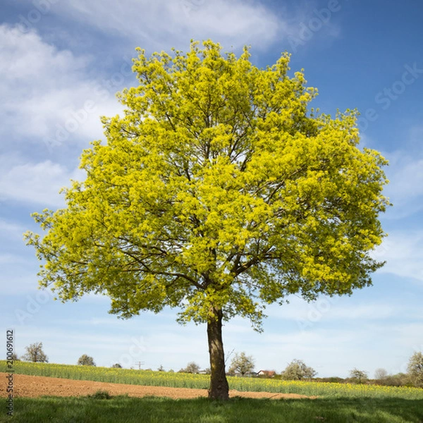 Obraz Kwitnący klon pospolity (Acer platanoides) wiosną