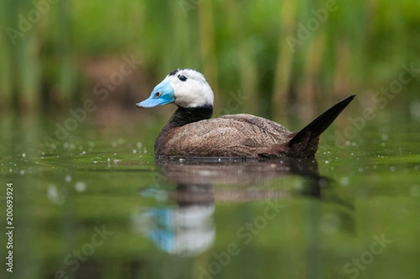 Fototapeta White-headed duck in its natural environment. Cute asian duck with blue bill in the water. Detailed photo of attractive bird with blue bill and black cap.