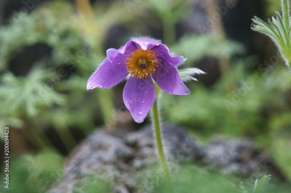 Obraz プルサティラ　ブルガリス