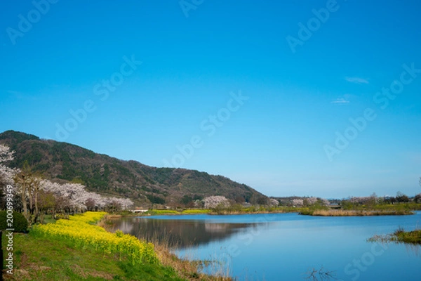 Fototapeta 新潟の春（上堰潟公園）菜の花と桜