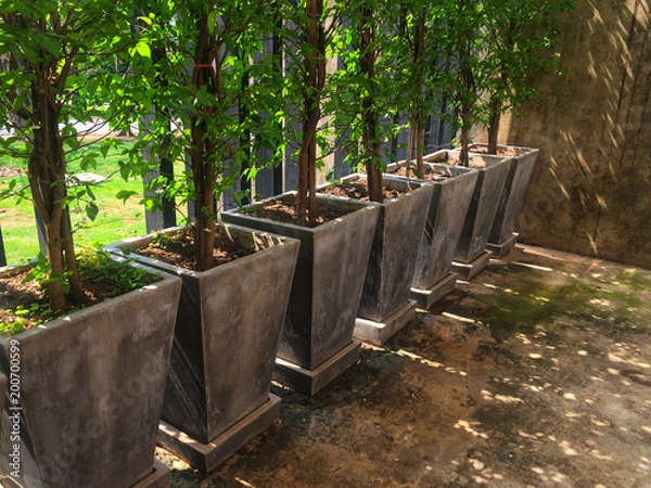 Obraz 7 plants arranged together.