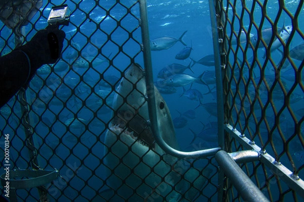 Obraz A very curious Great White Shark taking a look at a cage diver