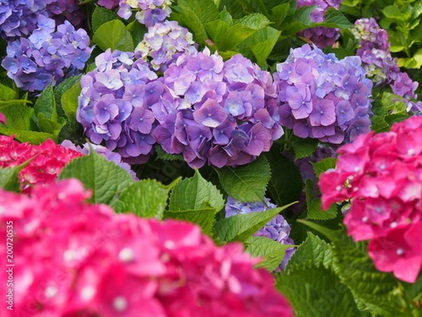 Fototapeta あじさい