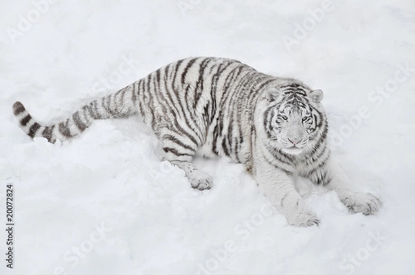 Fototapeta White tiger lying in the snow and looks into the distance