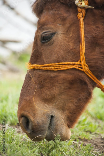 Obraz Close up Shot While Horse Grazing