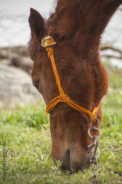 Obraz Close up Shot While Horse Grazing