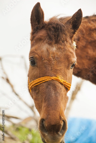 Obraz Close up Horse Shot Looking into Camera