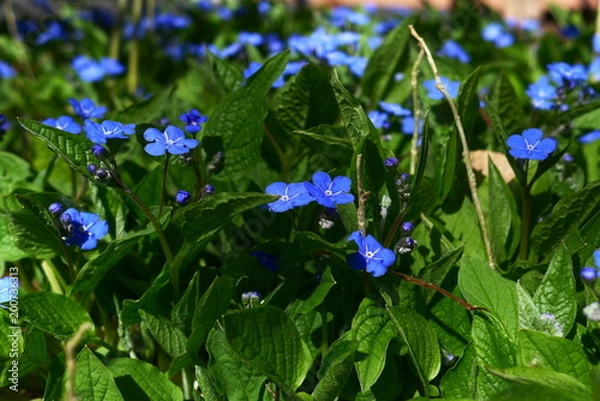 Fototapeta vergissmeinnicht