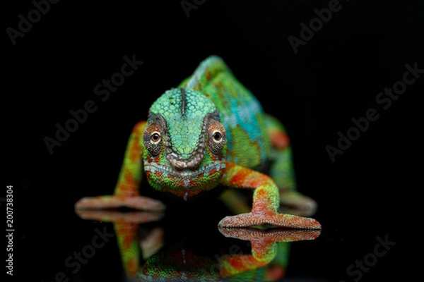 Obraz Alive Chameleon Reptile