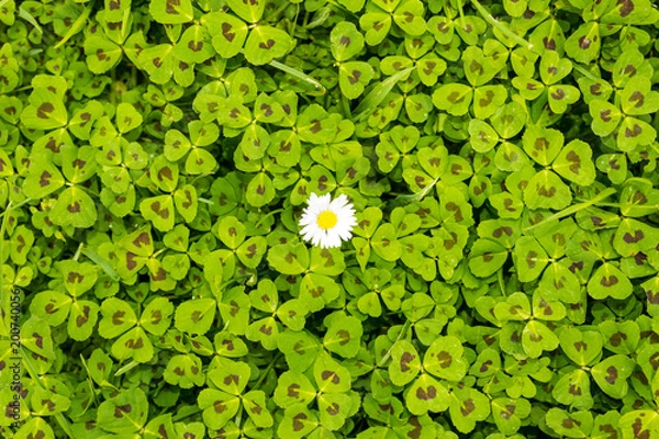 Fototapeta Fleur blanche sur un lit vert