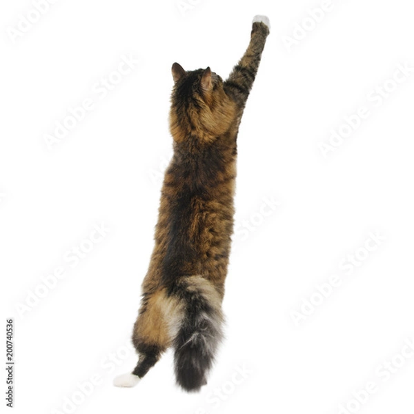 Obraz Big cat jumping on white background. Playing cat.