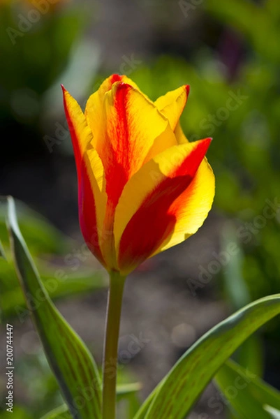 Fototapeta Greig Tulpen