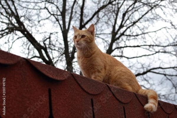 Obraz Cute wild rusty cat watching something interesting on the roof