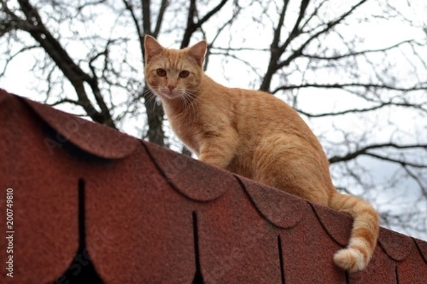 Fototapeta Cute rusty kitten watching something interesting from roof 