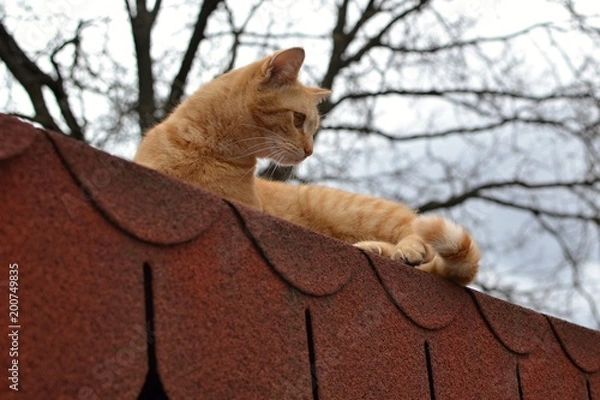 Fototapeta Rusty kitten lying on roof and watching something interesting 