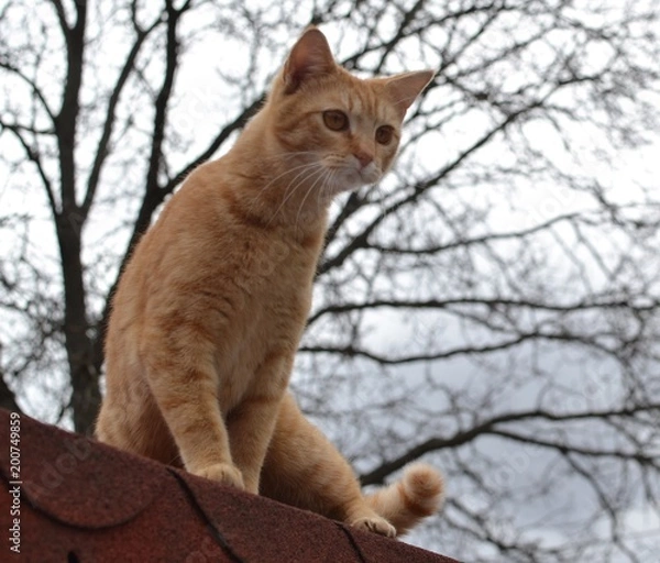 Fototapeta Rusty kitten just about to jump from roof 