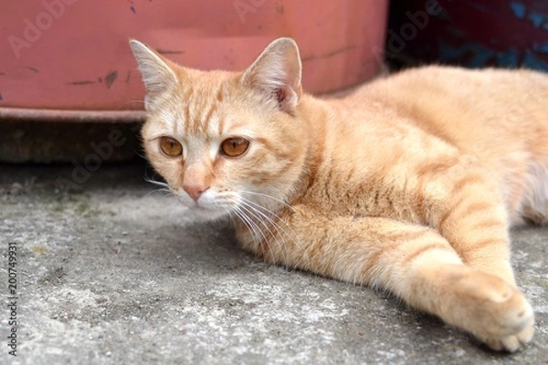 Fototapeta rusty kitten resting and lying on pavement
