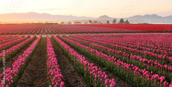 Fototapeta Skagit valley Tulip field at foggy sunrise