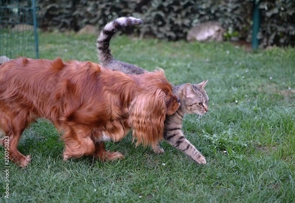 Fototapeta Small dog and tabby kitten running play together friends
