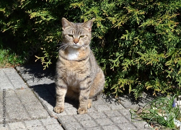 Fototapeta angry unhappy tabby cat sittng on pavement