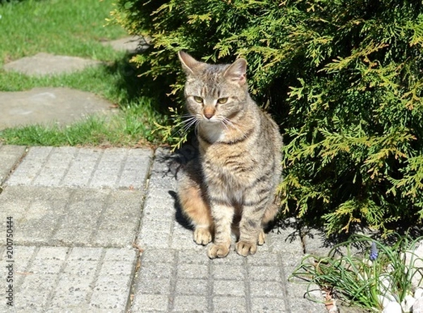 Fototapeta tabby kitten sitting in the garden
