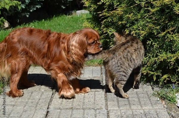 Obraz small doggy and tabby kitten together friends