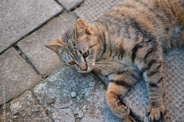 Fototapeta tabby kitten laying and resting on the pavement