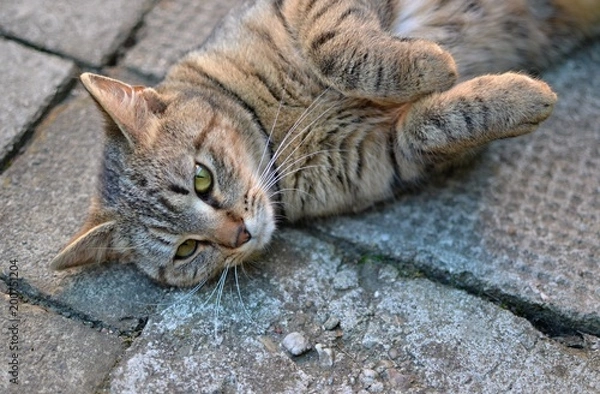 Fototapeta tabby kitten resting on pavement