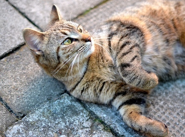 Fototapeta tabby kitten lying and resting on pavement