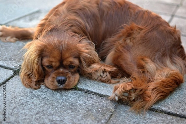 Fototapeta small exhausted unhappy dog 