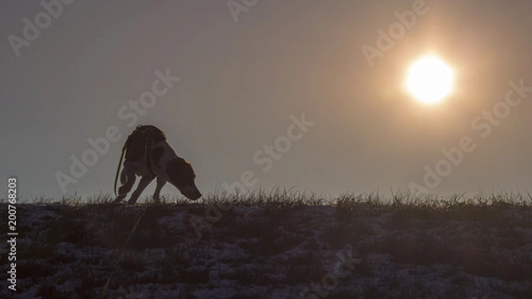 Obraz Background - dog in winter with sunshine on a hill