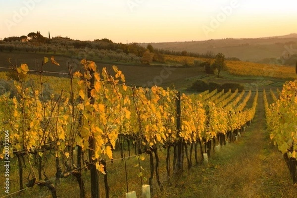 Obraz Vigna in Chianti, Toscana