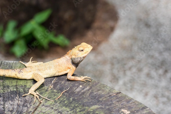 Fototapeta macro shot close up shot of chameleon on a tree trunk. Super focus shot of chameleon while changing its color