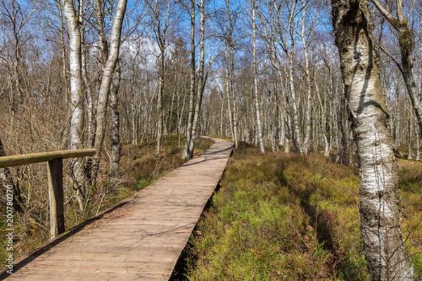 Fototapeta Czerwone Wrzosowisko położone w Rezerwacie Biosfery Rhön w Niemczech.
