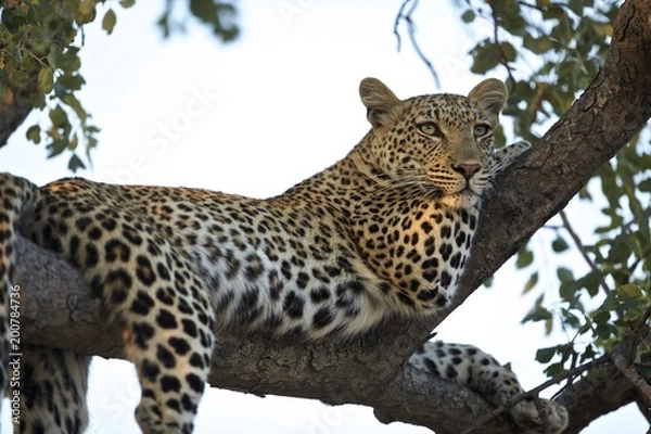 Obraz Leopard lounging in tree