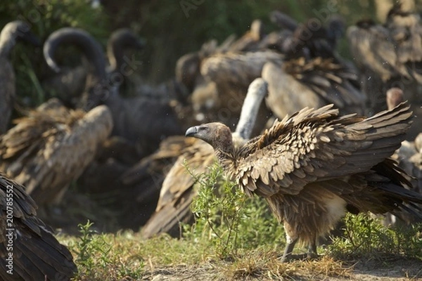 Obraz Vultures on a buffalo kill