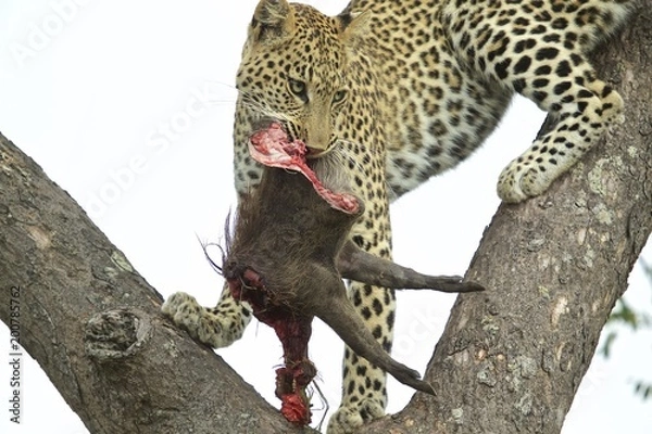 Obraz Leopard with Warthog Kill in tree