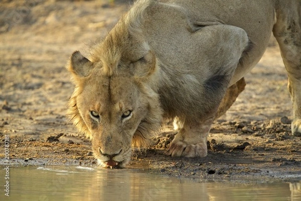 Obraz Lion drinking